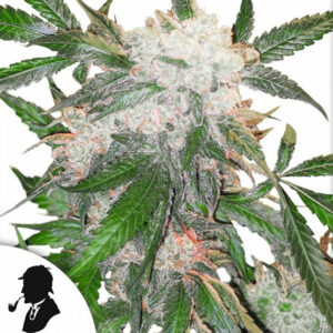 infio-rescenza Vittoriana White Widow - The Queen - Formato 1 gr